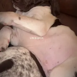 German short hair pointer puppies