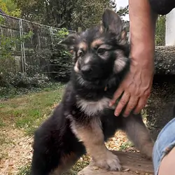 German shepherd puppies