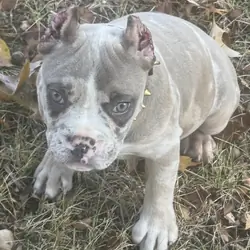 12 WEEK OLD AMERICAN BULLY PUPPIES