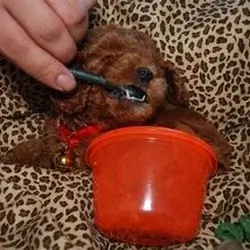 ADORABLE POODLE PUPPIES FOR SALE – MEET CINDY & SP