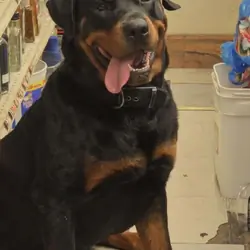 Rottweiler