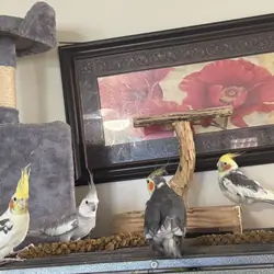 5 cockatiels and complete set up