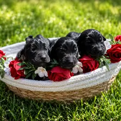 Miniature dachshund cocker spaniel mix puppies