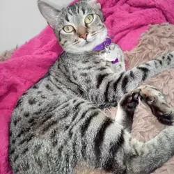 Tabby cat