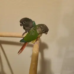 Baby Green Cheek Conures