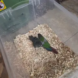 Baby Green Cheek Conures