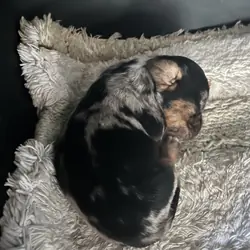 Miniature Dachshund