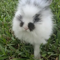 Mixed Lionhead bunny