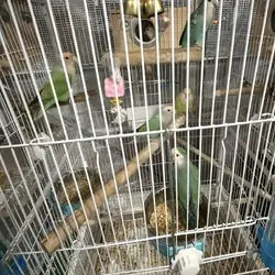 Love Birds