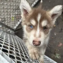 Shepherd x Husky