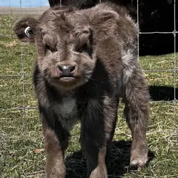 Miniature highland calves for sale