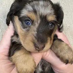 Puppies for sale adoption and rehoming