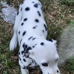 Dalmatian puppies