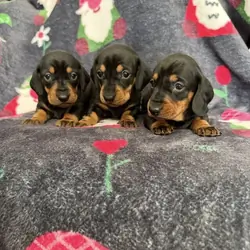 Adorable miniature dachshund puppies