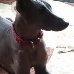Xoloitzcuintli (Mexican Hairless)