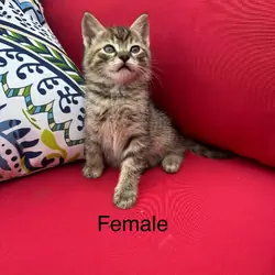 Kittens