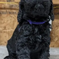 Black Cavapoo puppies