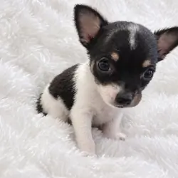 Female Chihuahua Puppies