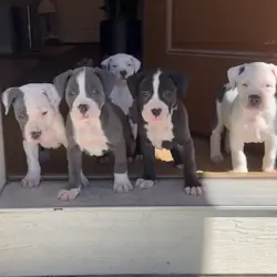 Puppies