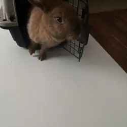 Cinnamon
