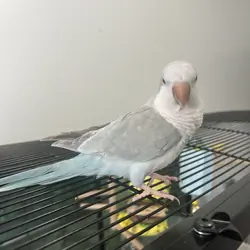 Quaker parrot