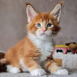 Maine Coons kittens available