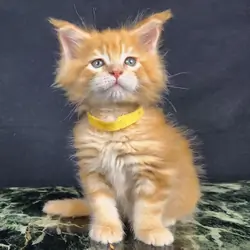 Adorable purebred Maine Coon Kittens