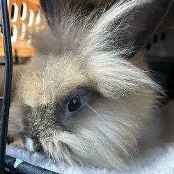 Single maned Lionhead Rabbit