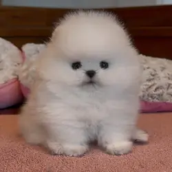 Vaccinated Pomeranian Puppies