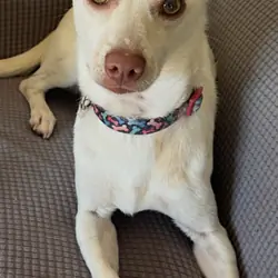 Chihuahua, Deer Head