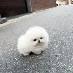 White male and Female Pomeranian Puppies
