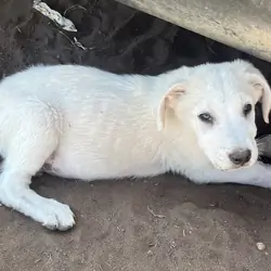Puppy