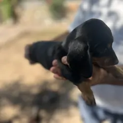 Mini Dachshunds