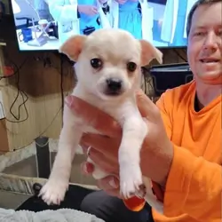 Chihuahua puppies