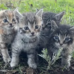 Kittens