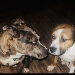 Merle pit bulls