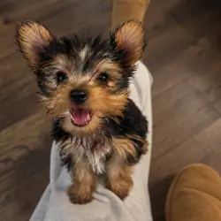 Yorkie puppy