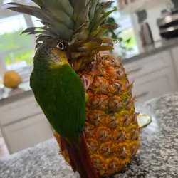 Green Cheek Conure
