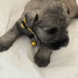 Miniature schnauzer puppies,  4 females, 2 males
