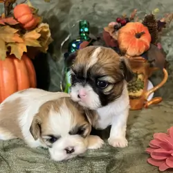 Shihtzu lil puppies