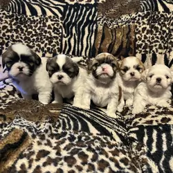 Shihtzu lil puppies