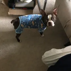 Boston Terrier