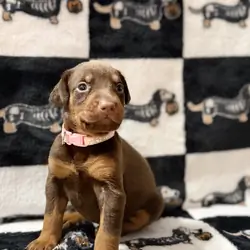 Doberman Puppies (Ready Nov 13)