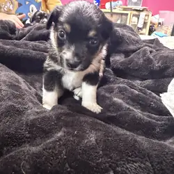 Toy Australian Shepherd/Jack Russell Terrier