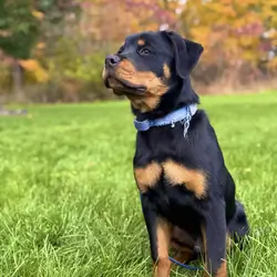Loving 1-Year-Old Male Rottweiler