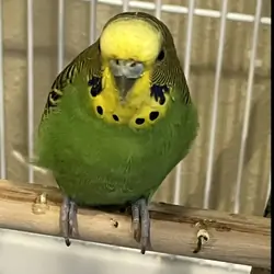 Parakeet