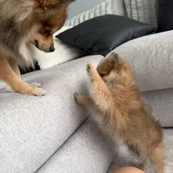 Pomeranian