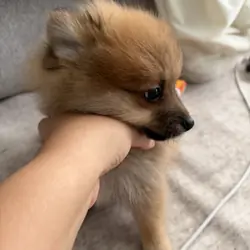 Puppies