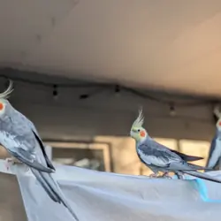 Three Cockatiels