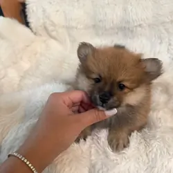 Pomerania puppies